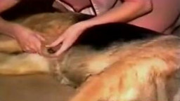 Зоо порно с овчаркой домашнее ретро секс с животными